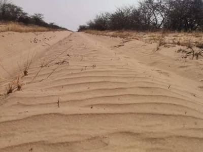 The Desert Bush Walk