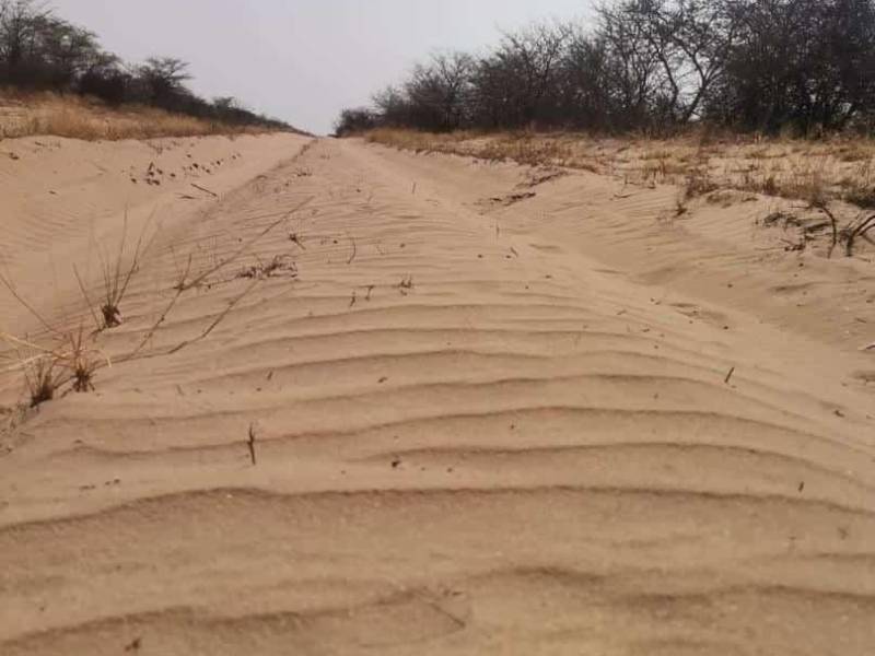 The Desert Bush Walk