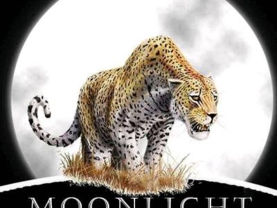 Moonlight Safaris