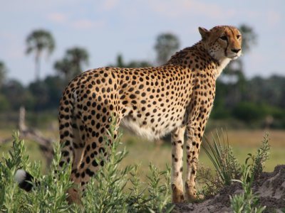 House of Safari