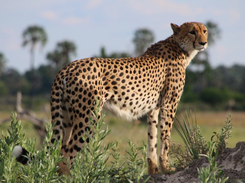 House of Safari