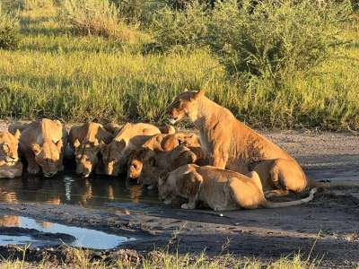 Safari Life Travel