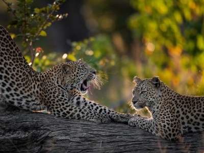 Africa Voyages