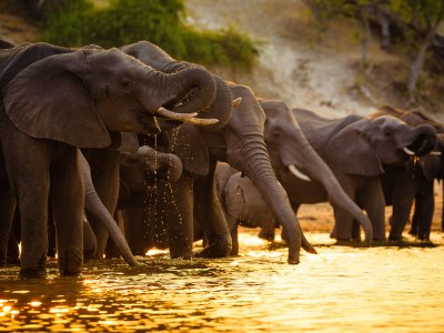 Within Africa Travel & Tours
