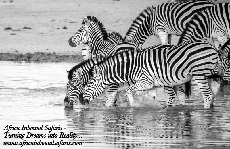 Africa Inbound Safaris