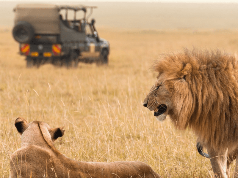 Savanna safaris & tours