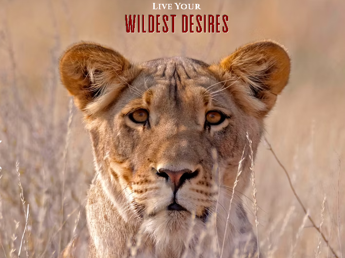 Merubisi Safaris