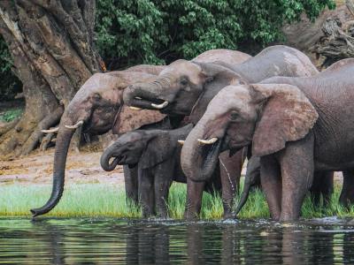 Chobe National Park