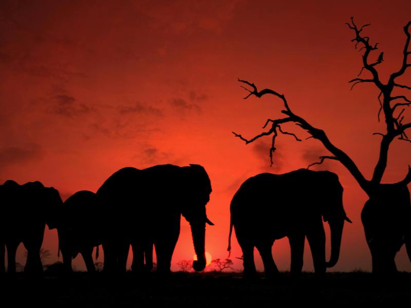 Babu Africanus Travel Adventures
