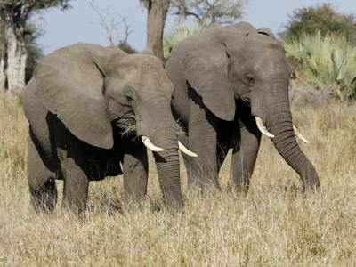 Savanna Safari Adventures