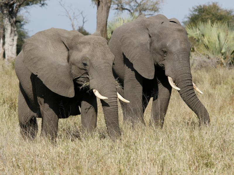 Savanna Safari Adventures