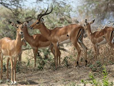 Chobe National Park