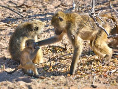 Safari Stays Travel Agency