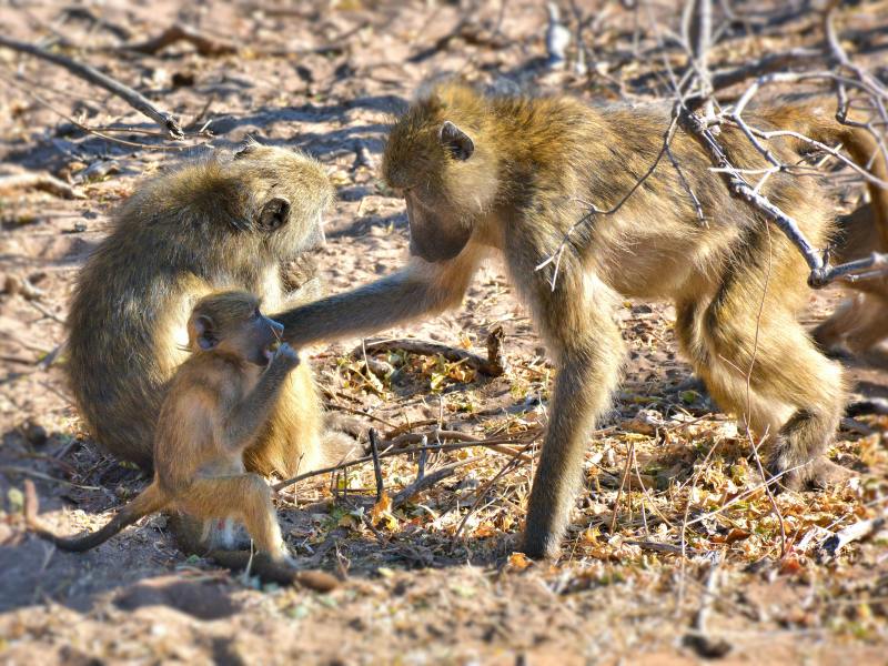 Safari Stays Travel Agency