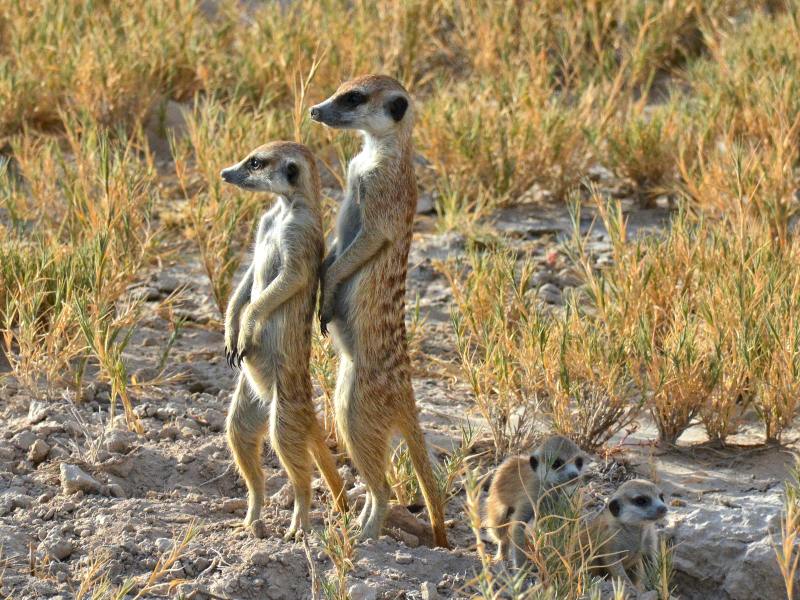 Khutse Game Reserve