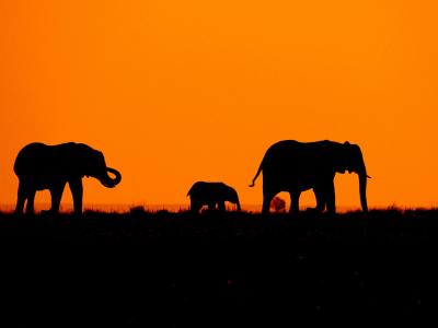 Follow The Tracks Safaris