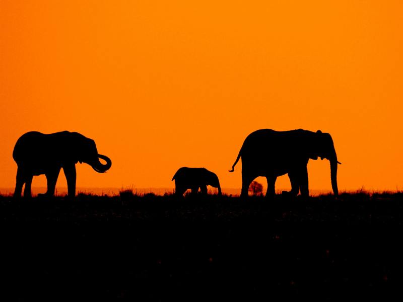 Follow The Tracks Safaris