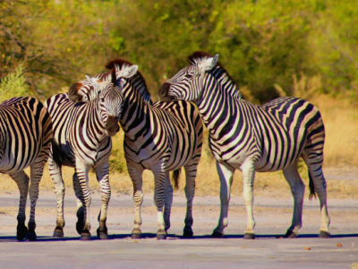 Makgadikgadi Pans Game Reserve