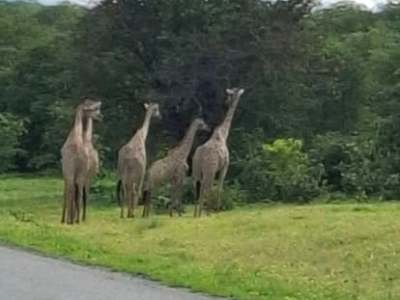 Beulah Court Vineyard - from BWP 730