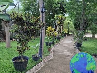 Beulah Court Vineyard - from BWP 730