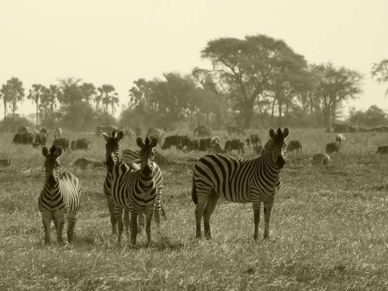 Muchenje Campsite and Cottages - from BWP 1175
