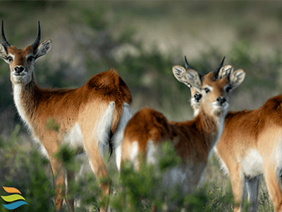 Chobe River Lodge - from BWP 4400