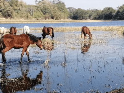 Boseja Guest House - from BWP 400