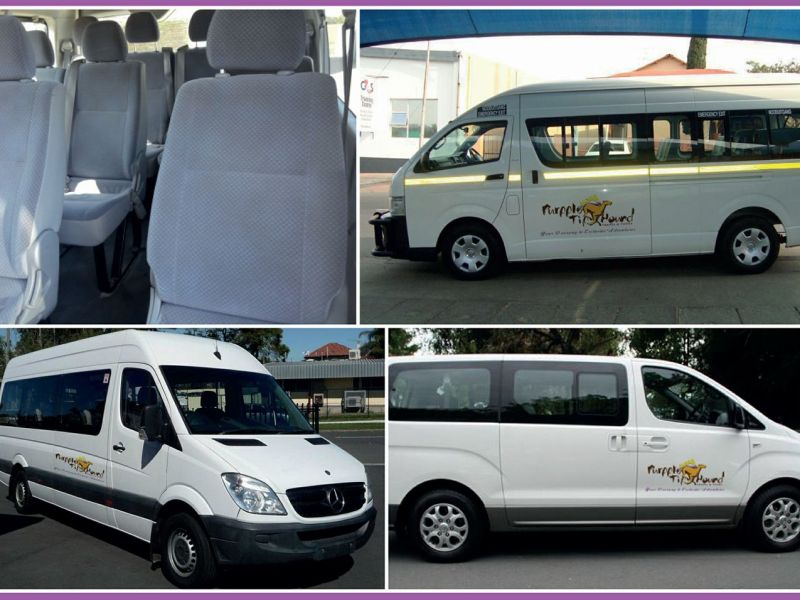 Purpple Tip hound travel and tours