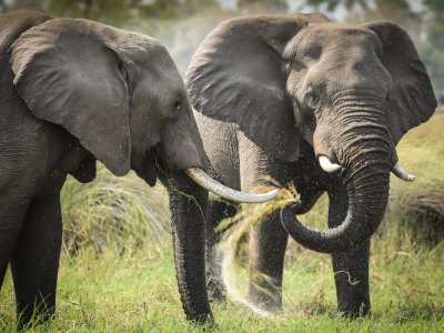 Think Africa Travel
