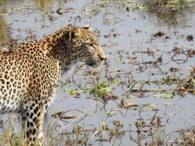 Safari Life Africa