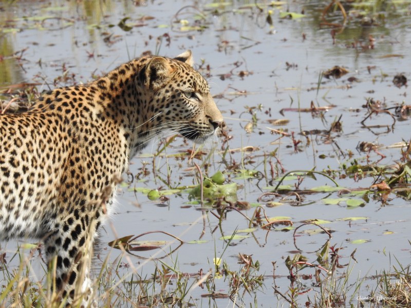 Safari Life Africa
