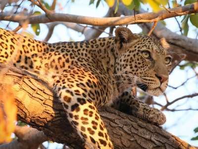 Kalahari Tours