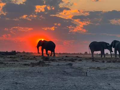 Safari Life Africa