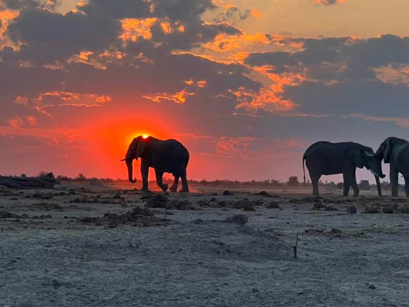 Safari Life Africa