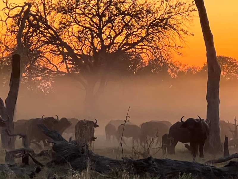 Safari Life Africa