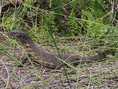 Kalahari Marsh Safari Holidays