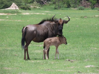 Kalahari Marsh Safari Holidays