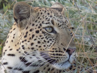 Travel Creations Botswana