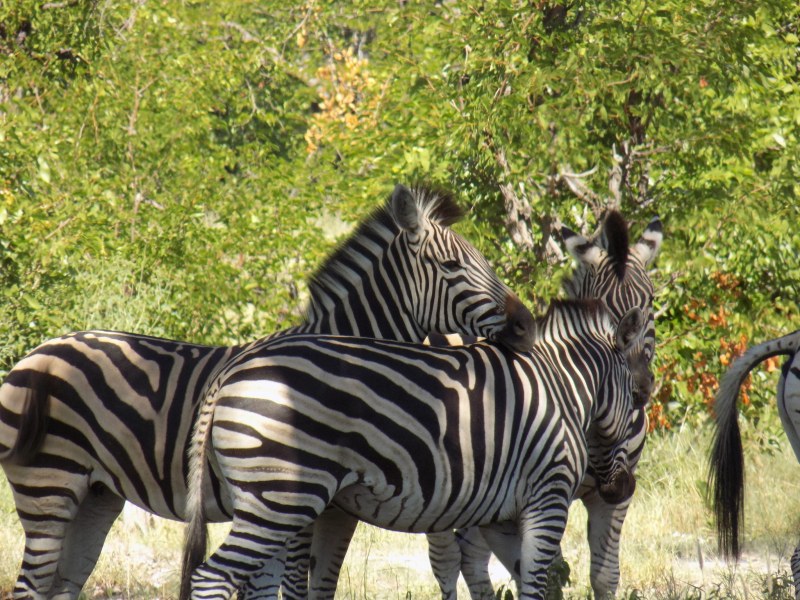 Travel Creations Botswana