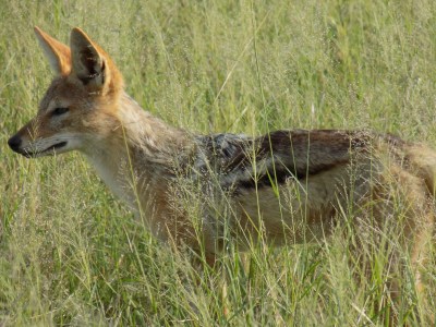 Travel Creations Botswana