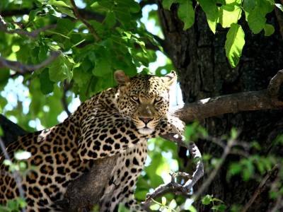 Travel Creations Botswana