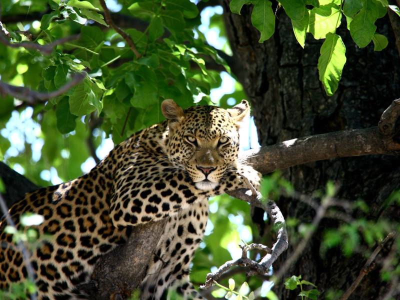 Travel Creations Botswana