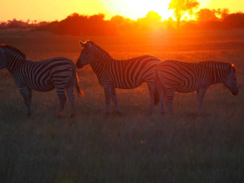 Early King Fisher Safaris