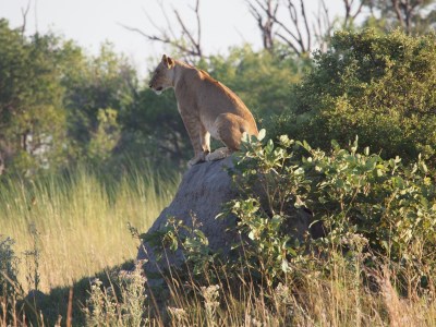 Early King Fisher Safaris