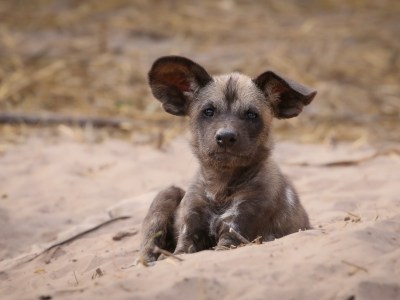 Kalahari Tours