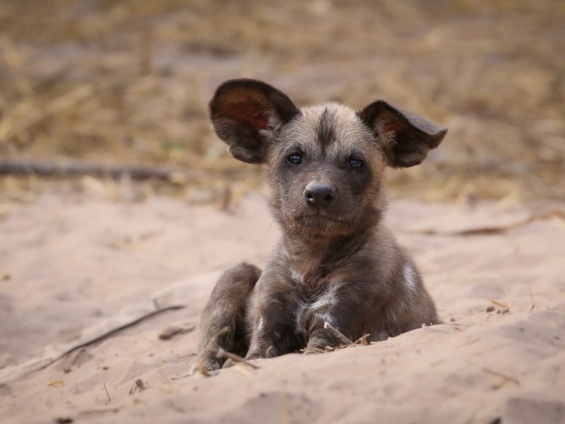 Kalahari Tours