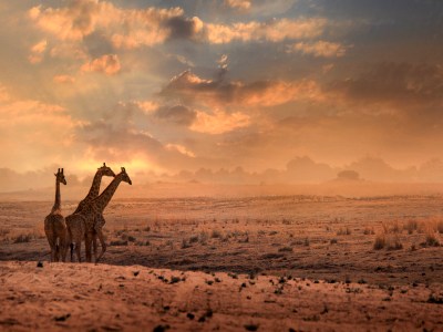 Kalahari Tours
