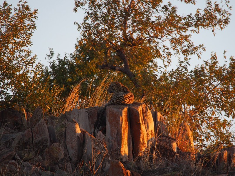 Early King Fisher Safaris