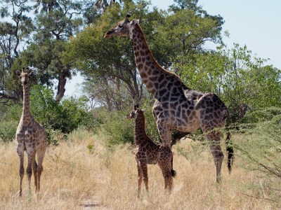 Early King Fisher Safaris