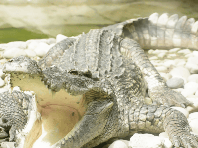 Krokovango Crocodile Farm